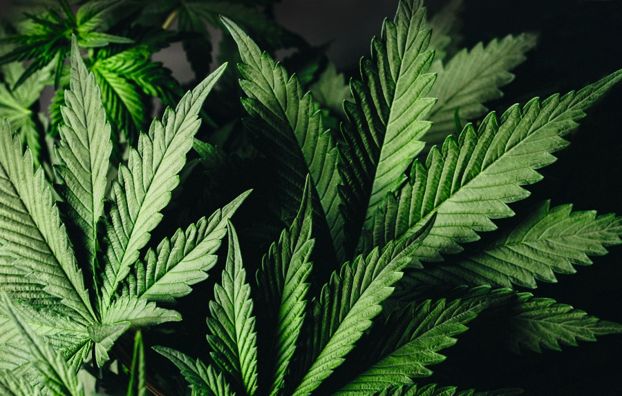 Cannabisblätter cannabisblaetter_305522629_f_iarygin_andrii.jpg